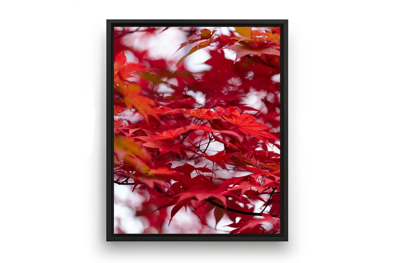 Momiji #01 – Image 3